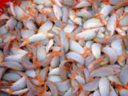 Xem ăn chơi - Loại cá độc lạ xưa đầy không ai ăn, giờ thành đặc sản xuất hiện trong nhà hàng cao cấp, 800.000 đồng/kg