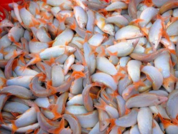 Loại cá độc lạ xưa đầy không ai ăn, giờ thành đặc sản xuất hiện trong nhà hàng cao cấp, 800.000 đồng/kg