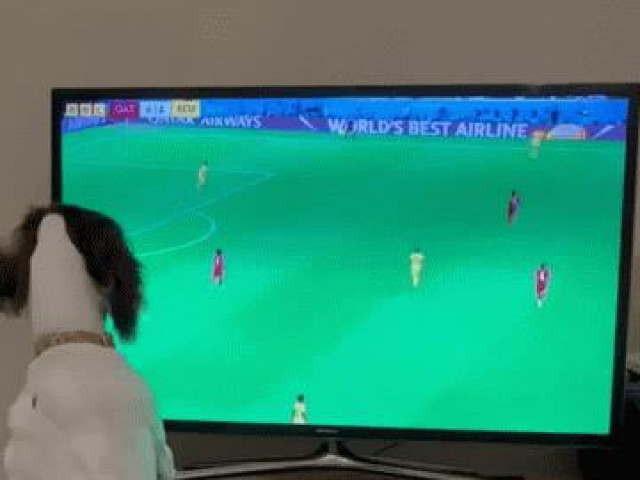 Clip: Chú chó hào hứng đuổi theo quả bóng quanh màn hình tivi