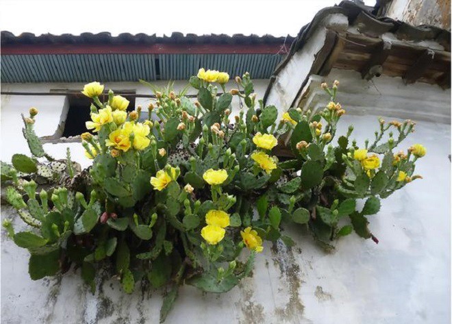 Nhà giàu thường trồng 3 loại hoa này, vừa sang vừa đẹp lại chống được trộm, không lo mất đồ - 3