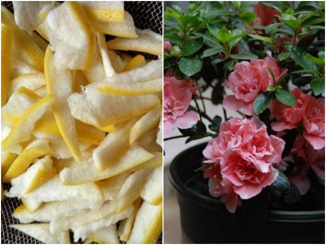 Loại "nước thần" này mạnh hơn cả phân bón, cho hoa ăn một chút nụ sẽ bung ra