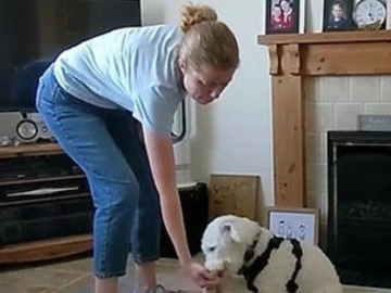 Chú chó điếc có cuộc sống không ngờ sau khi học ngôn ngữ ký hiệu