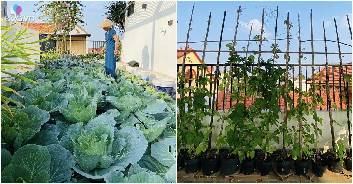 Read more about the article Khuân đất lên sân thượng trồng rau cho đỡ buồn, chỉ 5 triệu cô giáo mầm non có rau ăn quanh năm không hết