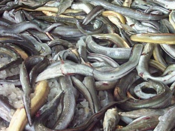 Loại cá xưa đầy không ai ăn, giờ thành đặc sản được chị em nội trợ săn lùng, 220.000 đồng/kg
