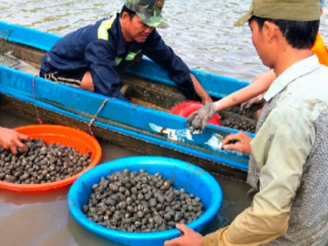 Nghề lạ ở Việt Nam: Nuôi con đặc sản vùi dưới đáy bùn, không phải cho ăn, thương lái thu mua đều kiếm tiền tỷ ngon ơ