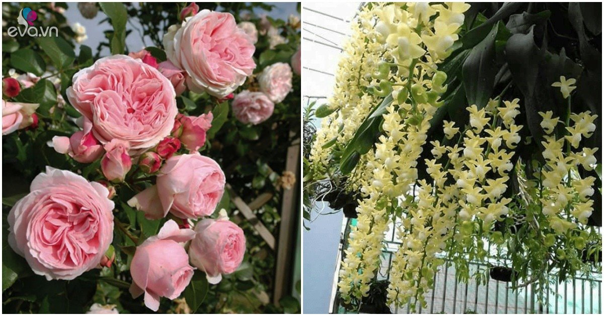 Read more about the article Nhà nghèo trồng 5 loại hoa phú quý, khi nở gia đình sẽ phát đạt, cao sang như biệt thự