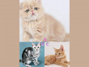 Eva tám - Trắc nghiệm tâm lý: Trong 3 chú mèo con, bạn thấy con nào đáng yêu nhất?