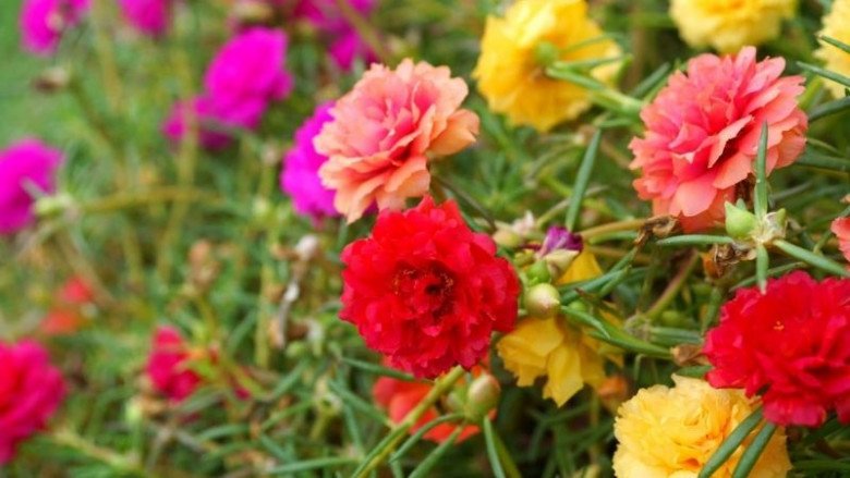 4 loại hoa thích “ngược đãi”, càng ít chăm bẵm càng tươi tốt, hoa nở nở sum suê - 3