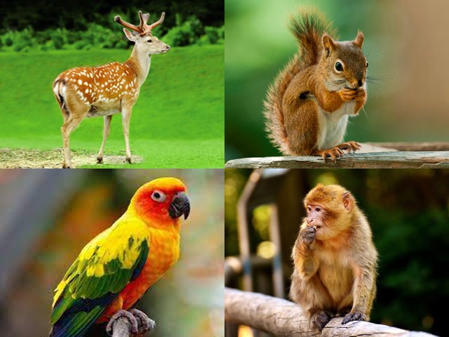 Trắc nghiệm tâm lý: Khi bị lạc trong rừng, bạn sẽ tin con vật nhỏ nào ...
