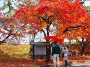 Xem ăn chơi - Choáng ngợp cảnh sắc Nhật Bản cuối thu