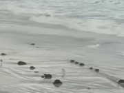 Xem ăn chơi - Vật thể bí ẩn dài khoảng 24m xuất hiện tại bãi biển Florida