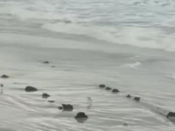 Vật thể bí ẩn dài khoảng 24m xuất hiện tại bãi biển Florida