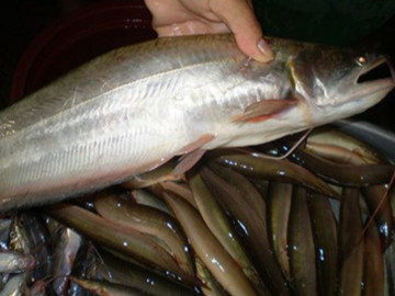 Loại cá xưa có đầy chẳng ai ăn, giờ thành đặc sản được bao người ưa chuộng vì ngon và bổ, 450.000 đồng/kg