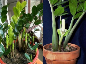 Cây kim tiền rất thích 3 món ăn vặt này, chồi non mọc tua tủa, lá xanh ngày càng nhiều