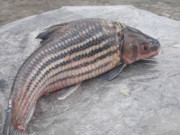 Xem ăn chơi - Loại cá xưa đầy không ai ăn, giờ thành đặc sản khan hiếm, muốn ăn phải đặt trước cả tháng, 1.500.000 đồng/kg