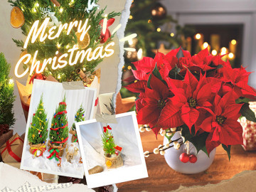 7 loại cây cảnh vừa nhìn đã thấy rộn ràng không khí Noel, có loại chỉ vài chục ngàn