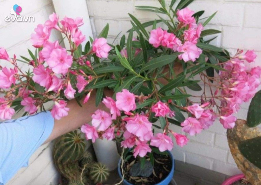 Read more about the article Người sức khỏe yếu không nên trồng 3 loại hoa này trong nhà, đây không phải mê tín