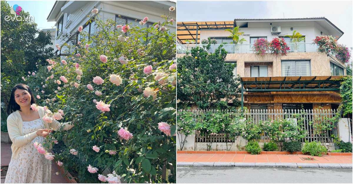 Read more about the article Mẹ đảm Hà Nội trồng hoa hồng đẹp tựa trời Tây, hàng xóm kéo đến check-in như trẩy hội