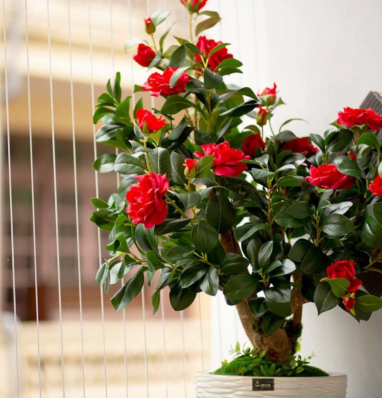 3 loại hoa “đỏng đảnh” khó chiều, thích đến mấy cũng nên thận trọng khi mua kẻo sau phải hối hận - 3