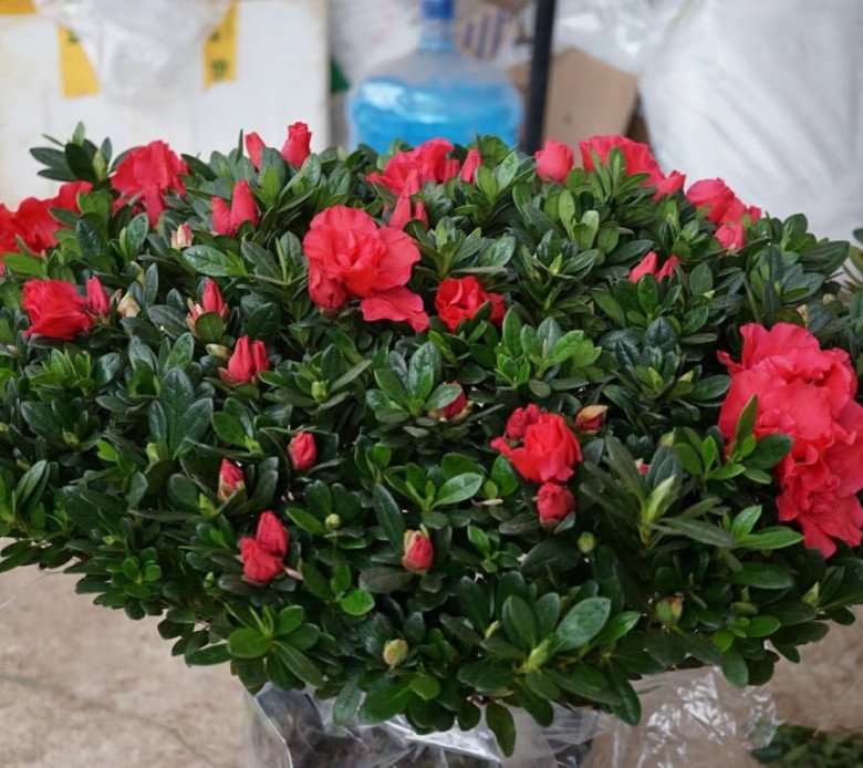 3 loại hoa “đỏng đảnh” khó chiều, thích đến mấy cũng nên thận trọng khi mua kẻo sau phải hối hận - 7