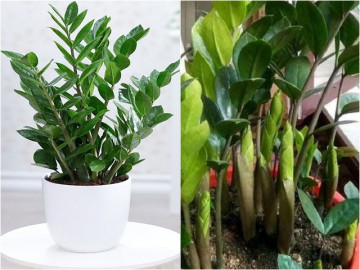 Trồng cây kim tiền mùa đông nhớ quy tắc 3 ít – 2 nhiều, chồi non phá đất mọc lên tua tủa