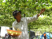 Nghề lạ ở Việt Nam: Trồng loại quả lạ leo bờ rào, trái vàng lúc lỉu, chăm nhàn tênh 3 tháng bắt đầu "hốt bạc"