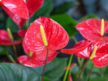 Trồng cây hồng môn ghi ghi nhớ “8 nguyên vẹn tắc” cây cối chất lượng tốt, không biến thành vàng lá, hoa nở đỏ au rực rỡ