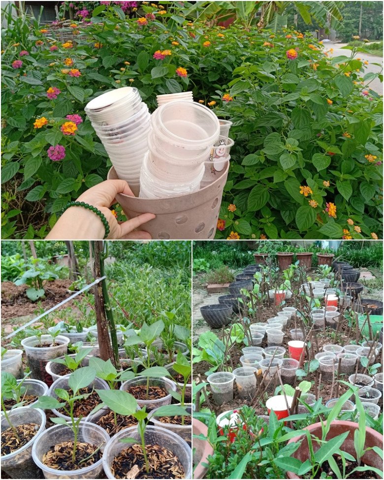 Cȏ giáo Bắc Giang làm vườn cực mát tay, trṑng rau rau xanh mướt, trṑng hoa hoa khoe sắc - 12