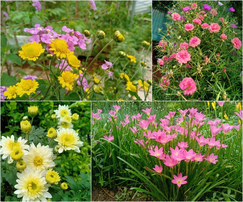 Cȏ giáo Bắc Giang làm vườn cực mát tay, trṑng rau rau xanh mướt, trṑng hoa hoa khoe sắc - 6
