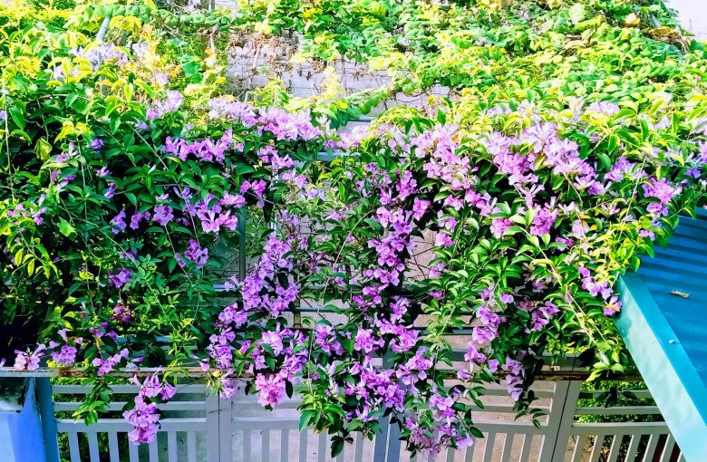 Cȏ giáo Bắc Giang làm vườn cực mát tay, trṑng rau rau xanh mướt, trṑng hoa hoa khoe sắc - 5