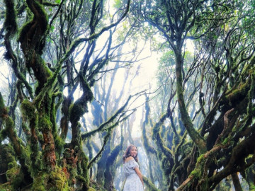 Lạc vào khu rừng đẹp ma mị như truyện cổ tích, hóa ra nằm ngay ở 1 tỉnh phía Bắc