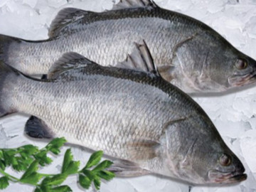 Loại cá xưa ít người ăn, giờ thành đặc sản được các nhà hàng ưa chuộng, 250.000 đồng/kg