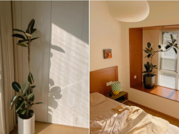 Bày 1 trong 15 loại hoa này ở phòng ngủ vừa giúp ngủ ngon, tốt cho sức khỏe vừa hút tài lộc