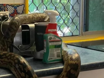 Vào bếp nấu bữa ăn sáng cho cả nhà, người đàn ông chết sững khi phát hiện thứ đáng sợ trên bàn