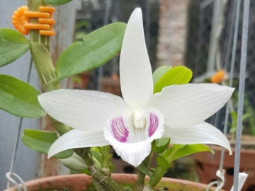 Chơi lan mất 20 tỷ, chàng trai ở Hà Nội 2 lần tự tử, bác sĩ cảnh báo căn bệnh nguy hiểm hay bị nhầm